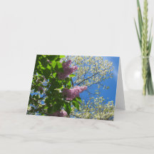 Lilacs and Cherry Blossoms - Martha's Vineyard