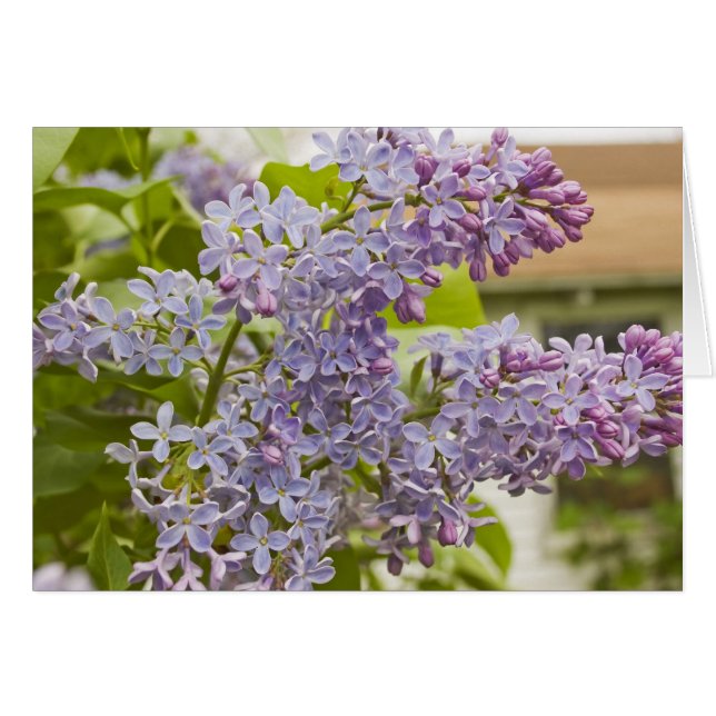 Lilacs Card (Vorderseite (Horizontal))
