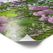 Lilacs in Bloom Fotodruck (Ecke)