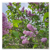 Lilacs in Bloom Fotodruck (Vorne)