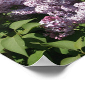 Lilacs in Bloom in East Lansing Poster (Ecke)