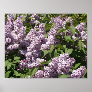 Lilacs in Bloom in East Lansing Poster