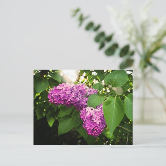 Lilacs in der Sonne Postkarte (Stehend Vorderseite)