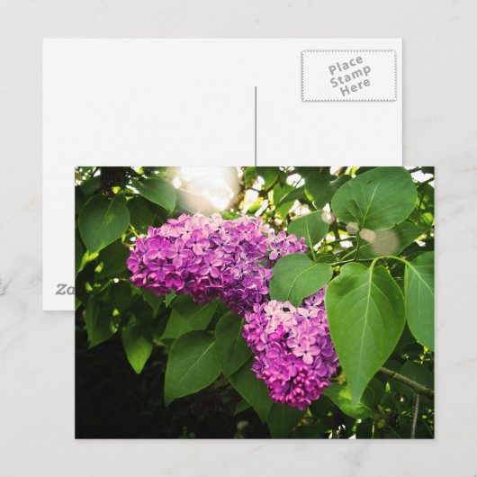 Lilacs in der Sonne Postkarte (Vorne/Hinten)