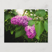 Lilacs in der Sonne Postkarte (Vorderseite)