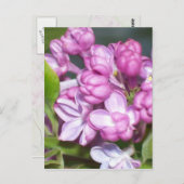 Lilacs in Oregon Postkarte (Vorne/Hinten)