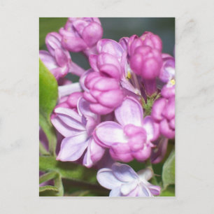 Lilacs in Oregon Postkarte