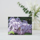 Lilacs in Vollblut Postkarte (Stehend Vorderseite)