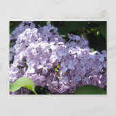 Lilacs in Vollblut Postkarte (Vorderseite)