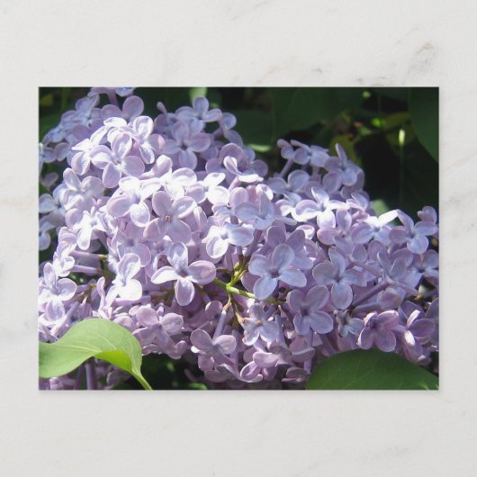 Lilacs in Vollblut Postkarte (Vorderseite)