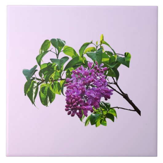 Lilacs Just Opening Fliese (Vorderseite)