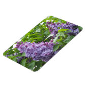 Lilacs Magnet (Linke Seite)