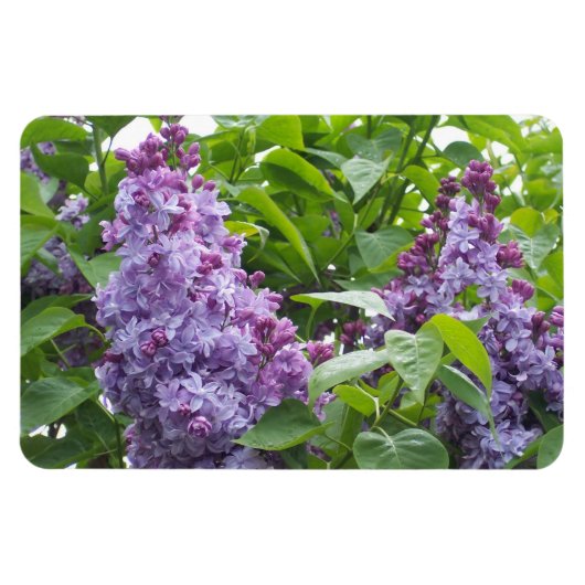 Lilacs Magnet (Horizontal)