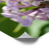 Lilacs P5390 Print Poster (Ecke)