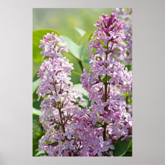 Lilacs P5390 Print Poster