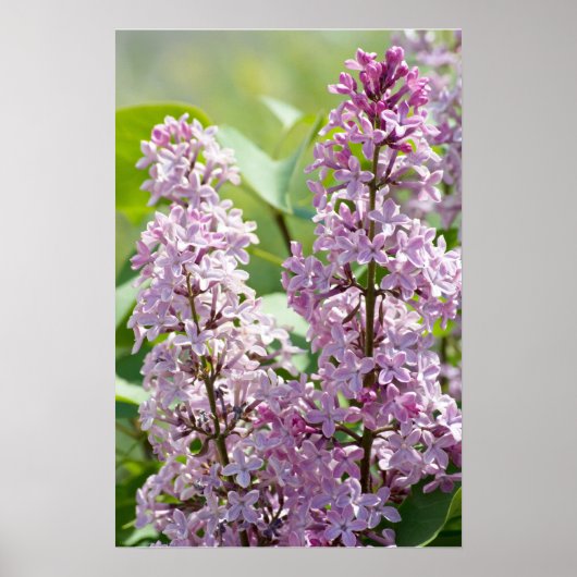 Lilacs P5390 Print Poster (Vorne)