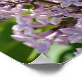Lilacs P5390 Print Poster (Ecke)