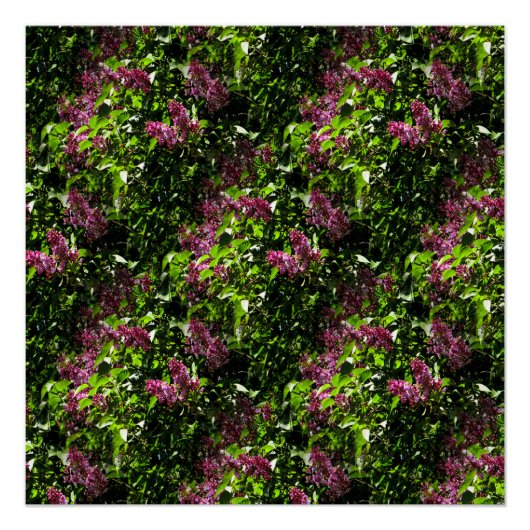 Lilacs...... Poster (Vorderseite)