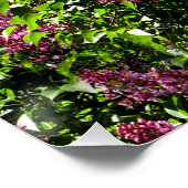 Lilacs...... Poster (Ecke)