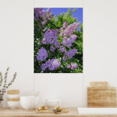 Lilacs Poster (Küche)