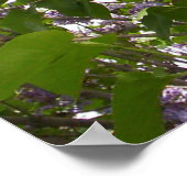 Lilacs Poster (Ecke)