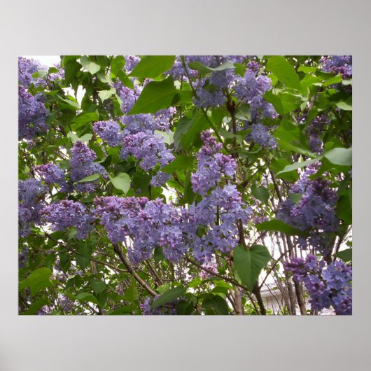 Lilacs Poster (Vorne)