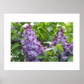 Lilacs Poster (Vorne)
