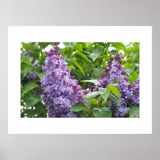 Lilacs Poster (Vorne)