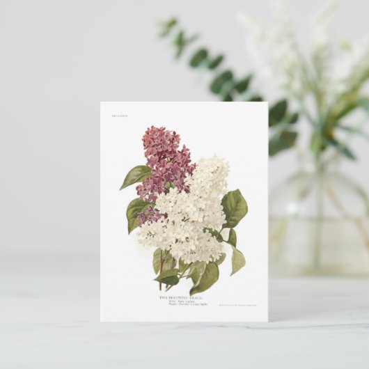Lilacs Postkarte (Stehend Vorderseite)