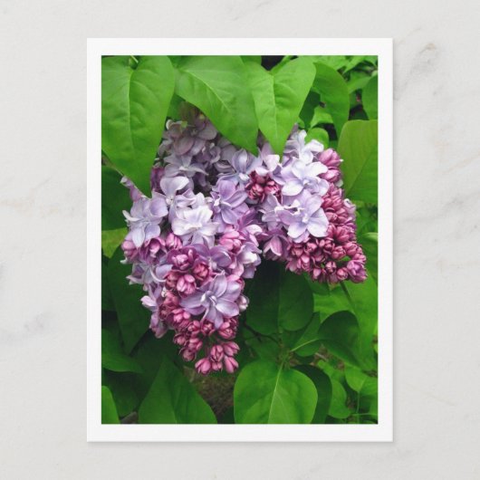 Lilacs Postkarte (Vorderseite)