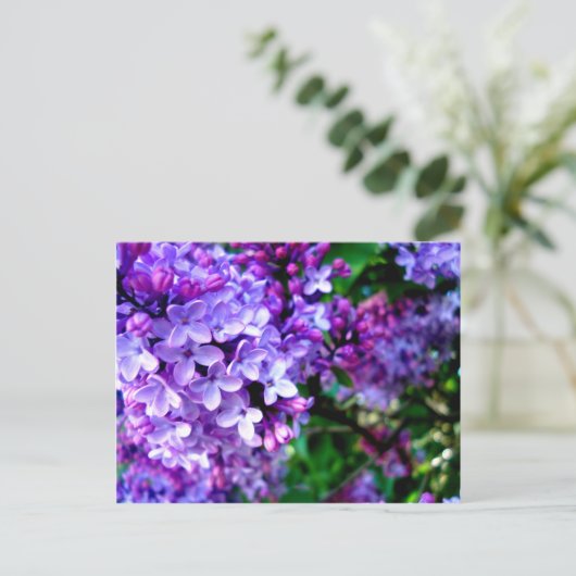 Lilacs Postkarte (Stehend Vorderseite)