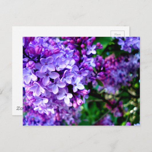 Lilacs Postkarte (Vorne/Hinten)