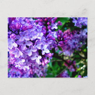 Lilacs Postkarte