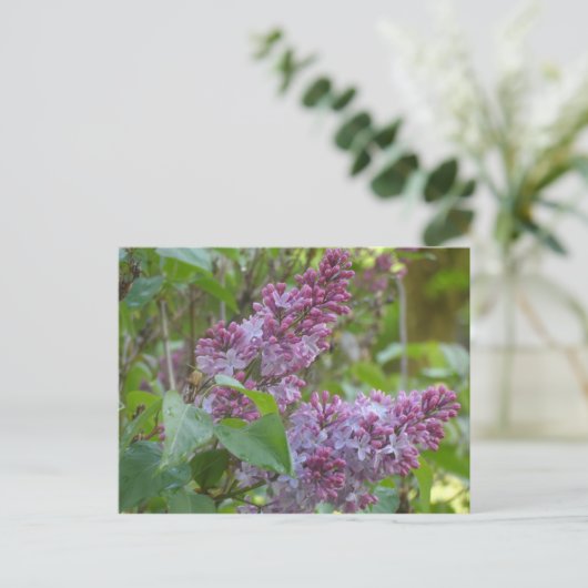 Lilacs Postkarte (Stehend Vorderseite)