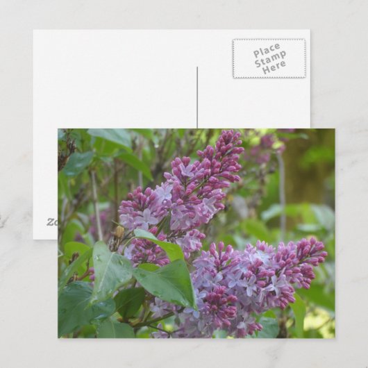 Lilacs Postkarte (Vorne/Hinten)