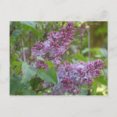Lilacs Postkarte (Vorderseite)
