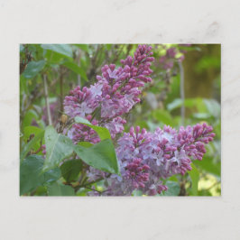 Lilacs Postkarte
