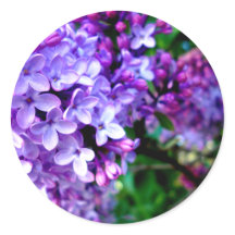 Lilacs