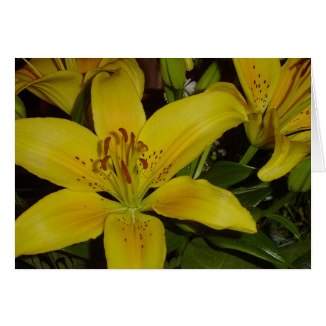 Lilie (Vorderseite (Horizontal))
