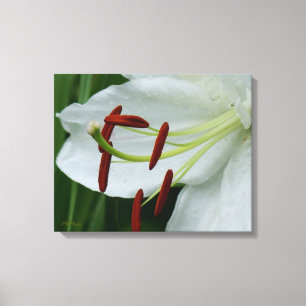 Lilie 20 x 16 Leinwand drucken