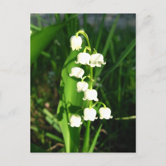 Lilie der Blume Postkarte (Vorderseite)