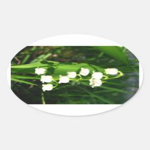 Lilie der Tal-Blumen Ovaler Aufkleber