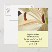 Lilie des Lichts Postkarte (Vorne/Hinten)