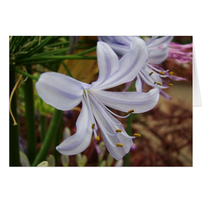 Lilie des Nils (Vorderseite (Horizontal))