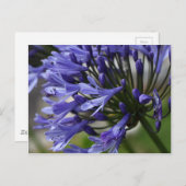 Lilie des Nils (Agapanthus sp.) Postkarte (Vorne/Hinten)