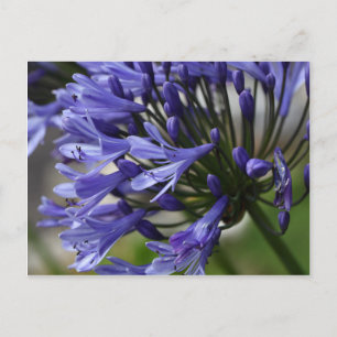 Lilie des Nils (Agapanthus sp.) Postkarte