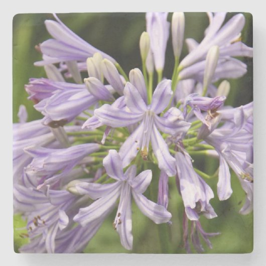 Lilie des NilsteinUntersetzer Steinuntersetzer (Vorderseite)