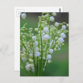 Lilie des Tals Postkarte (Vorne/Hinten)