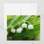 Lilie des Tals Postkarte (Vorne/Hinten)