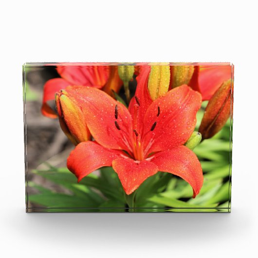 Lilie Fotoblock (Vorderseite)